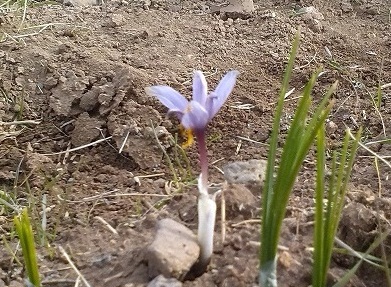 برای اولین بار در میانه زعفران کشت و برداشت شد