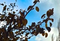 گزارش تصویری / طبیعت پاییزی شهر ترک