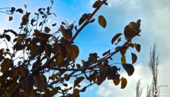 گزارش تصویری / طبیعت پاییزی شهر ترک