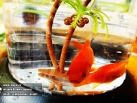 بازار فروش ماهی قرمز شب عید در شهر میانه + تصاویر