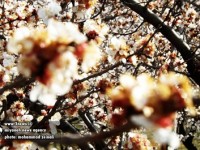 شکوفه های بهاری باغات شهرستان میانه + تصاویر
