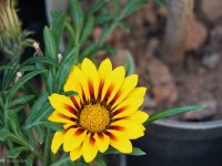 مرکز تولید و پرورش گیاهان گلخانه ای در شهرستان میانه