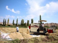 برداشت بیش از هفت هزار تن محصول برنج در شالیزارهای میانه/گزاش تصویری
