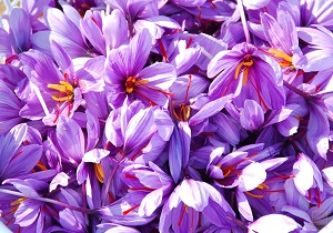 قاچاق پیاز زعفران بلای جان طلای سرخ/ بی توجهی مسولان به عطر قاچاق پیاز زعفران