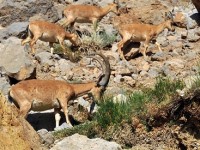 سفر به بخش تاریخی کاغذ کنان شهرستان میانه/ دیار آهوها مسافران را فرامی‌خواند