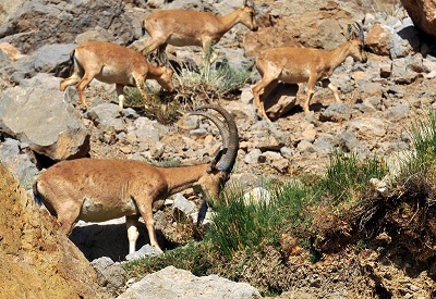 سفر به بخش تاریخی کاغذ کنان شهرستان میانه/ دیار آهوها مسافران را فرامی‌خواند