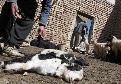 شیوع بیماری تب برفکی در اهر با مرگ صدها رأس گاو و گوسفند/ تعطیلی میدان دام اهر به دلیل شیوع بیماری