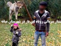کشتار سریالی روباه این بار در شهرستان میانه/ حیوانی که یا به گناه زیبایی کشته می‌شود و یا به جرم دزدی