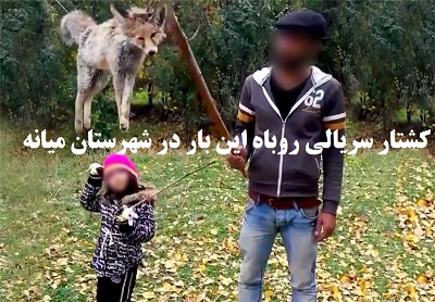 کشتار سریالی روباه این بار در شهرستان میانه/ حیوانی که یا به گناه زیبایی کشته می‌شود و یا به جرم دزدی