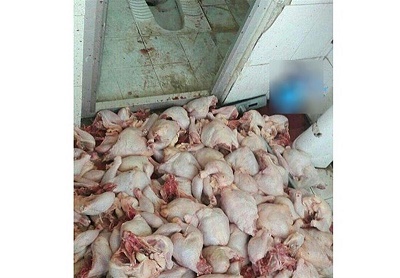 ۲ نفر در ارتباط با قطعه‌بندی مرغ در سرویس بهداشتی دستگیر شدند+عکس