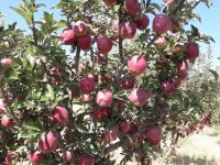 ۱۷۹هزار تن سیب در میانه تولید شد