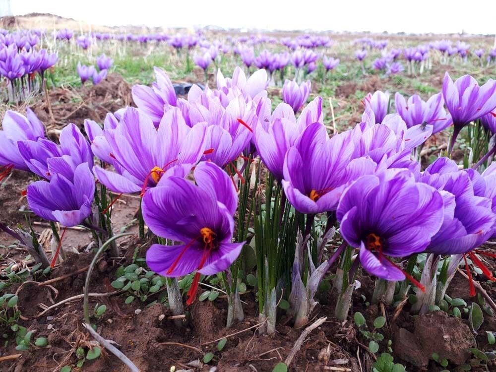 شهرستان میانه دومین تولید کننده زعفران در استان